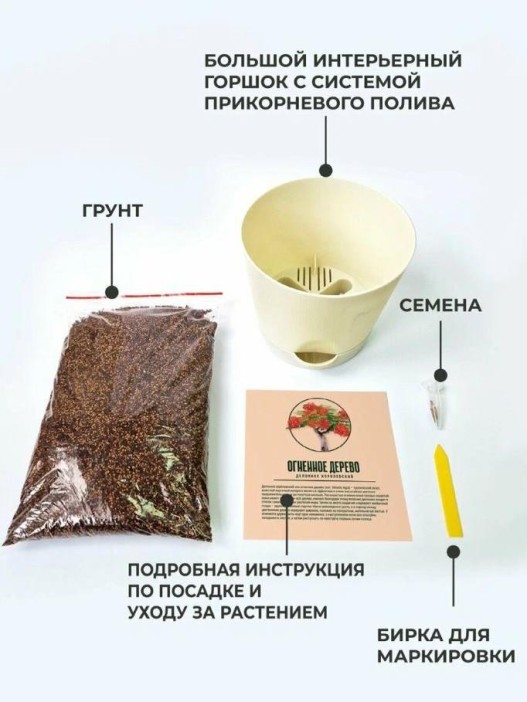Набор д/выращивания &quot;Тысяча листьев премиум&quot;, &quot;Огненное дерево&quot; 