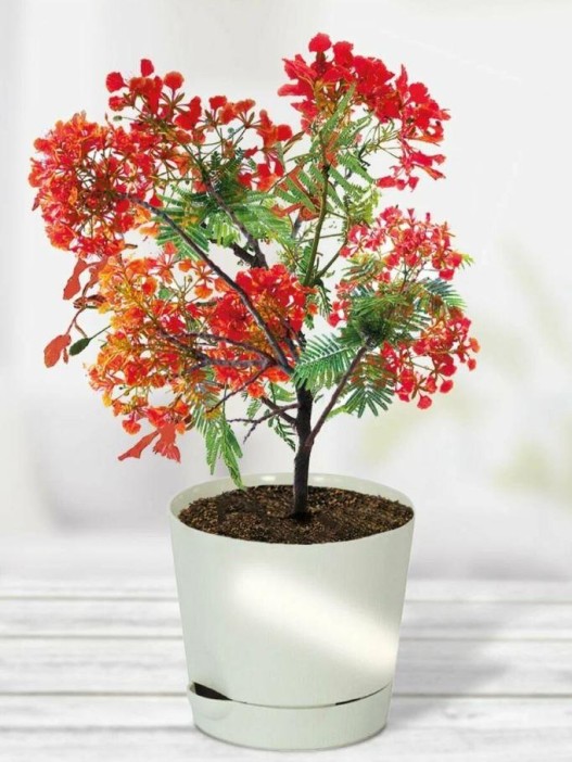 Набор д/выращивания &quot;Тысяча листьев премиум&quot;, &quot;Огненное дерево&quot; 