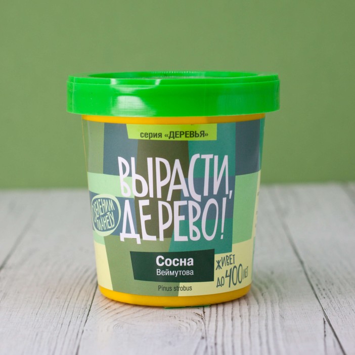 Набор для выращивания "Сосна Веймутова" 
