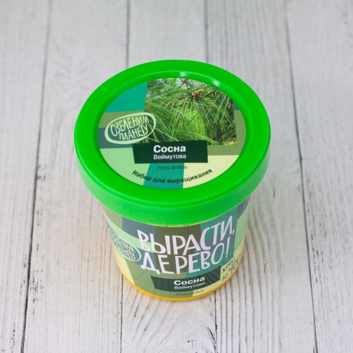 Набор для выращивания "Сосна Веймутова" 