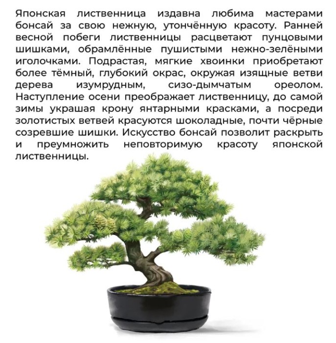 Набор д/создания бонсай "Сад Радости", "Лиственница японская" 