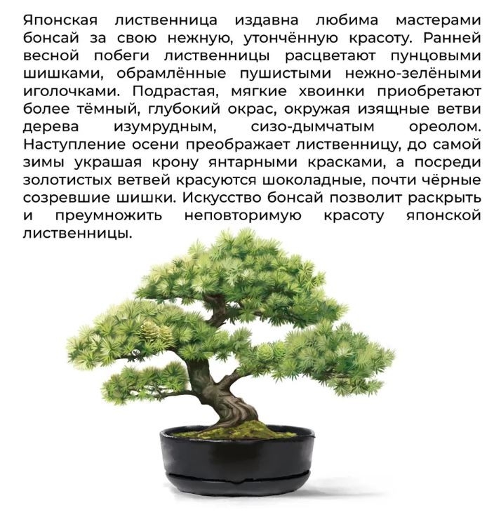 Набор д/создания бонсай "Сад Радости", "Лиственница японская"