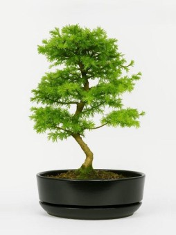 Набор д/создания бонсай "Сад Радости", "Лиственница японская"