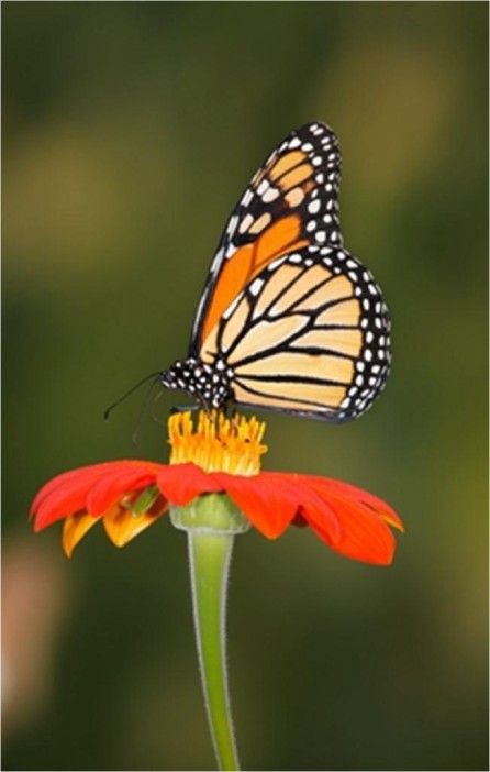 Алмазная мозаика без подрамника &quot;Бабочка на цветке&quot;, 15х20 см 