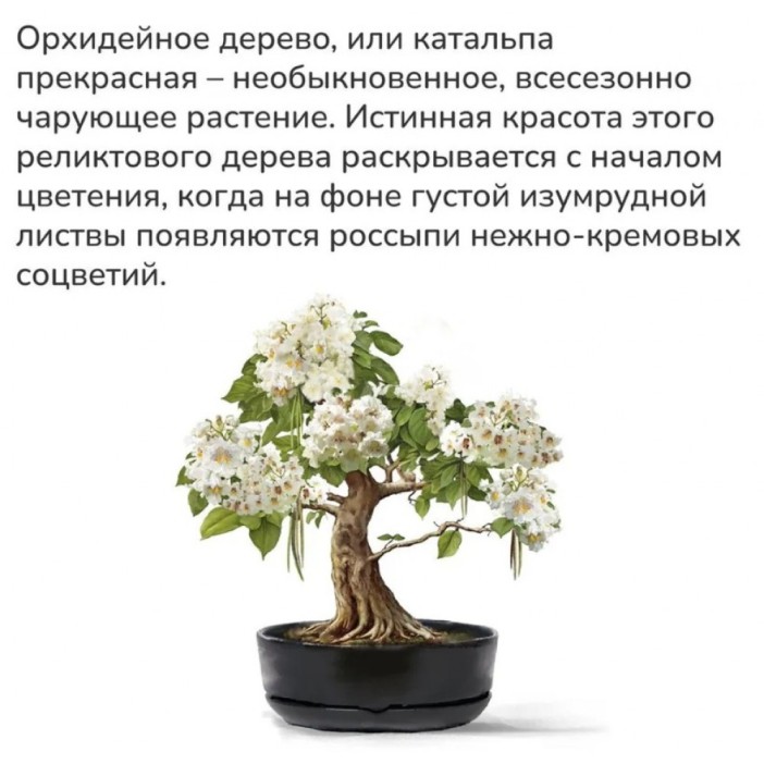 Набор д/создания бонсай &quot;Сад Радости&quot;, &quot;Орхидейное дерево&quot; 