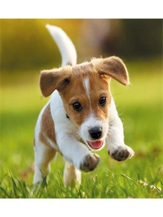 Алмазная мозаика без подрамника &quot;Бегущий щенок&quot;, 15х20 см 