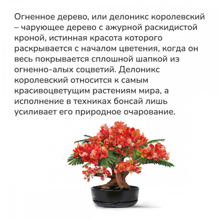 Набор д/создания бонсай &quot;Сад Радости&quot;, &quot;Делоникс королевский&quot; 