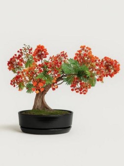 Набор д/создания бонсай "Сад Радости", "Делоникс королевский"