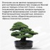 Набор д/создания бонсай &quot;Сад Радости&quot;, &quot;Сосна японская&quot; 