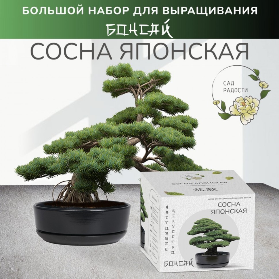 Набор д/создания бонсай "Сад Радости", "Сосна японская"