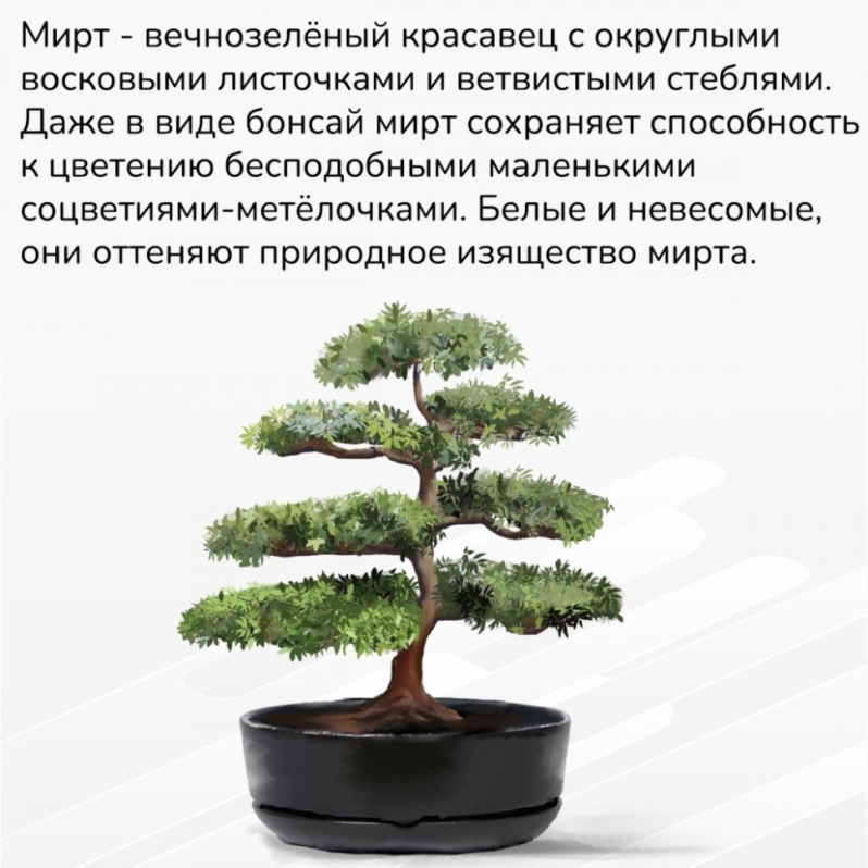 Набор д/создания бонсай "Сад Радости", "Мирт"