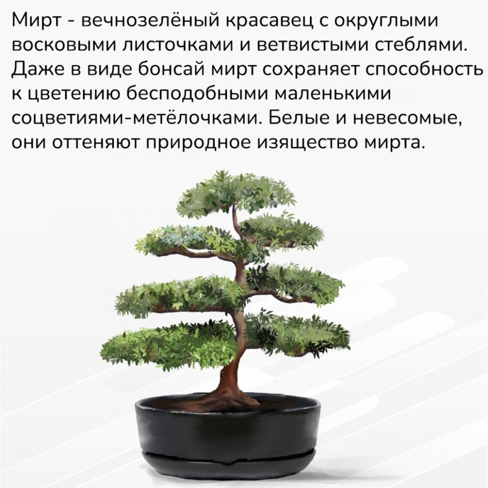 Набор д/создания бонсай "Сад Радости", "Мирт"