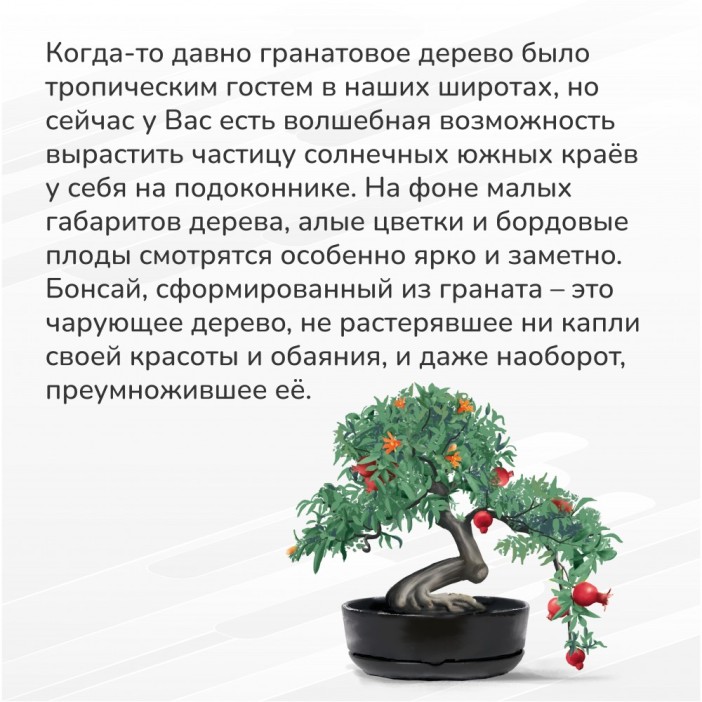 Набор д/создания бонсай "Сад Радости", "Гранат" 