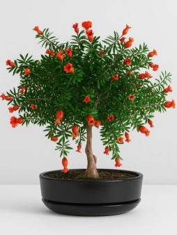 Набор д/создания бонсай "Сад Радости", "Гранат"