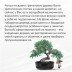 Набор д/создания бонсай "Сад Радости", "Гранат"