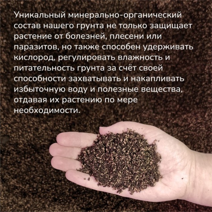 Набор д/создания бонсай "Сад Радости", "Жакаранда" 