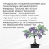 Набор д/создания бонсай "Сад Радости", "Жакаранда"