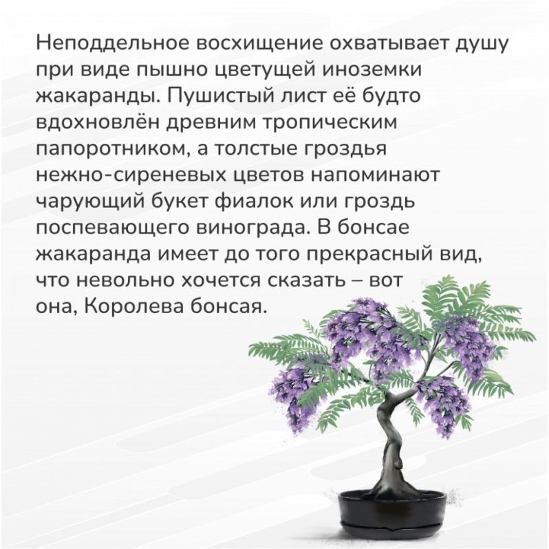 Набор д/создания бонсай "Сад Радости", "Жакаранда"