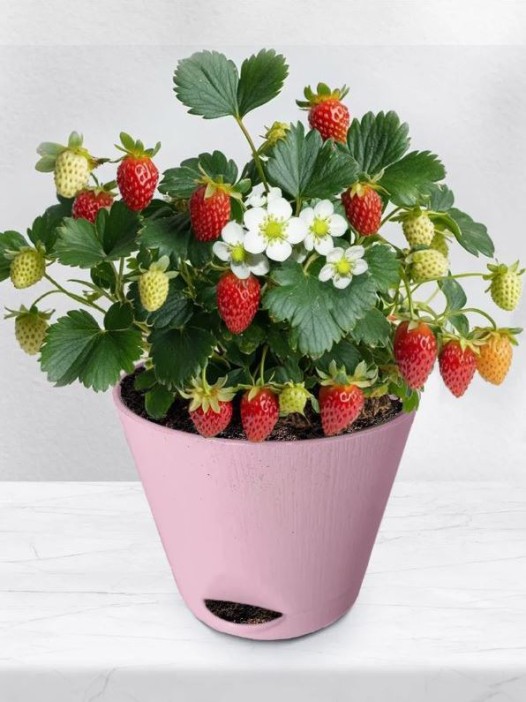 Набор для выращивания растений &quot;Магия Цветов&quot;, &quot;Земляника Руяна&quot; 