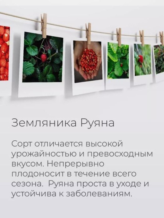 Набор для выращивания растений &quot;Магия Цветов&quot;, &quot;Земляника Руяна&quot; 