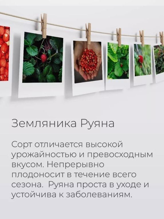 Набор для выращивания растений "Магия Цветов", "Земляника Руяна"