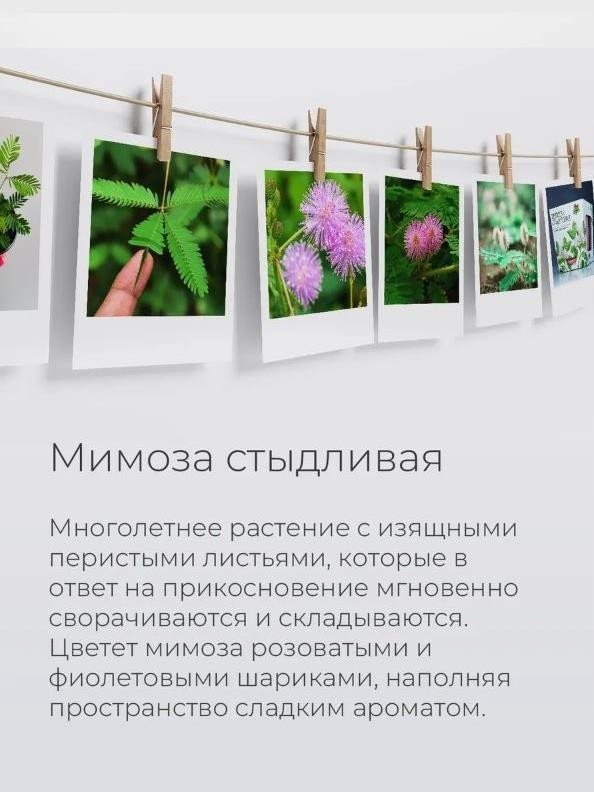 Набор для выращивания растений "Магия Цветов", "Мимоза стыдливая"