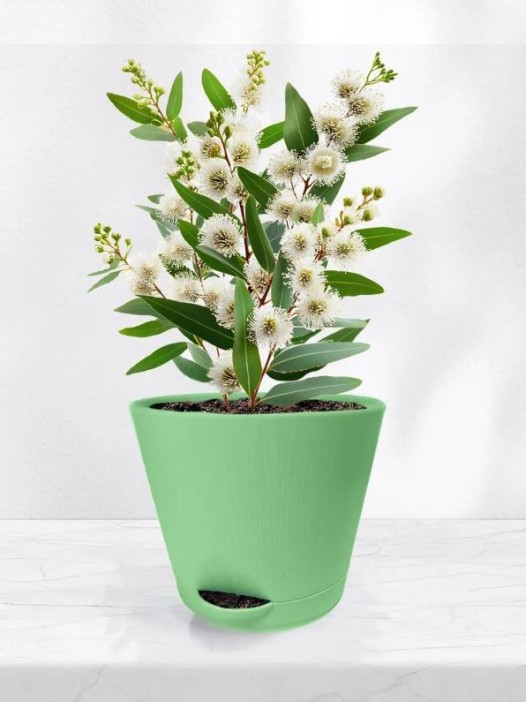 Набор для выращивания растений &quot;Магия Цветов&quot;, &quot;Эвкалипт робуста&quot; 