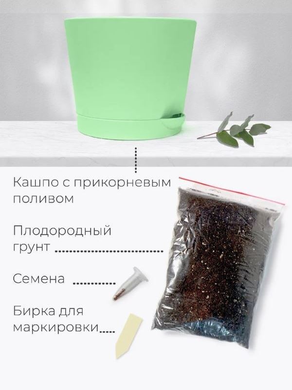 Набор для выращивания растений "Магия Цветов", "Эвкалипт робуста"