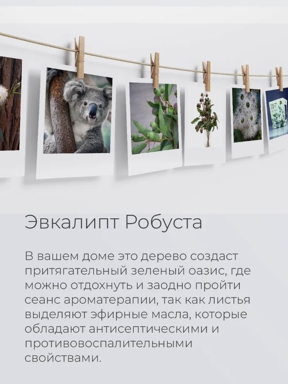 Набор для выращивания растений "Магия Цветов", "Эвкалипт робуста"