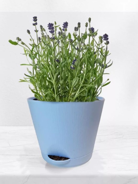 Набор для выращивания растений &quot;Магия Цветов&quot;, &quot;Лаванда&quot; 