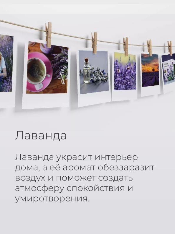 Набор для выращивания растений "Магия Цветов", "Лаванда"