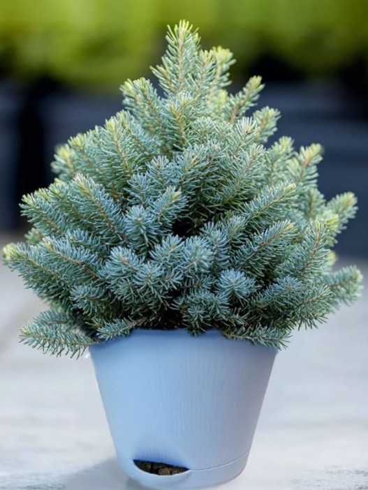 Набор для выращивания растений &quot;Магия Цветов&quot;, &quot;Серебристая елка&quot; 