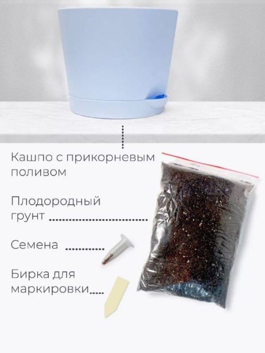 Набор для выращивания растений &quot;Магия Цветов&quot;, &quot;Серебристая елка&quot; 