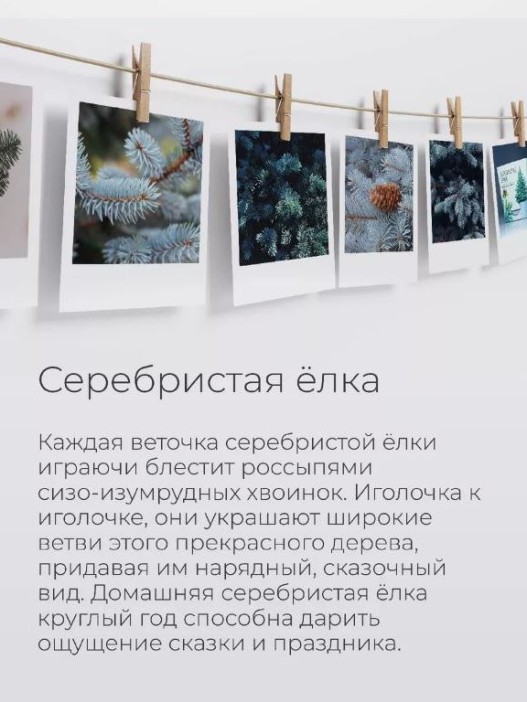 Набор для выращивания растений &quot;Магия Цветов&quot;, &quot;Серебристая елка&quot; 