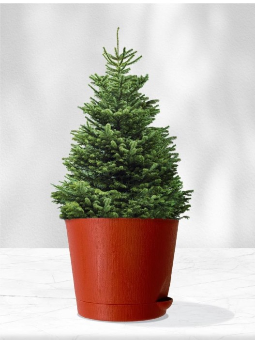 Набор д/выращивания растений "Магия цветов", "Датская елка" 