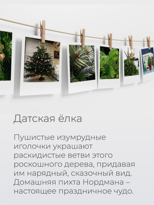 Набор д/выращивания растений "Магия цветов", "Датская елка" 