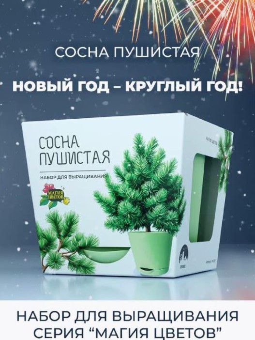 Набор для выращивания растений &quot;Магия Цветов&quot;, &quot;Сосна пушистая&quot; 