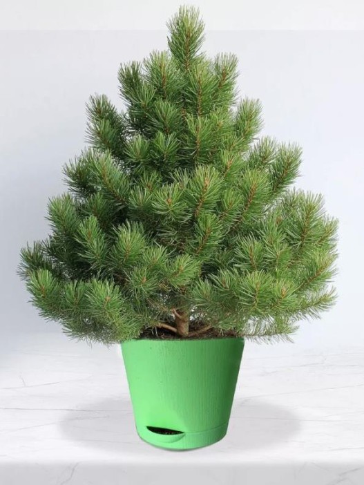 Набор для выращивания растений &quot;Магия Цветов&quot;, &quot;Сосна пушистая&quot; 