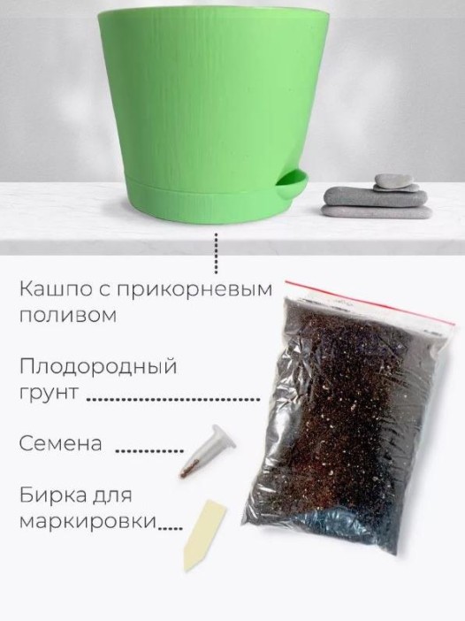 Набор для выращивания растений &quot;Магия Цветов&quot;, &quot;Сосна пушистая&quot; 