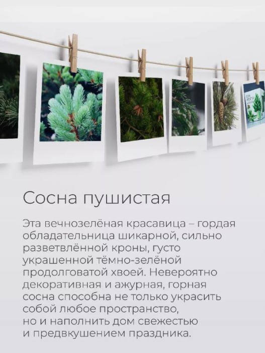 Набор для выращивания растений &quot;Магия Цветов&quot;, &quot;Сосна пушистая&quot; 