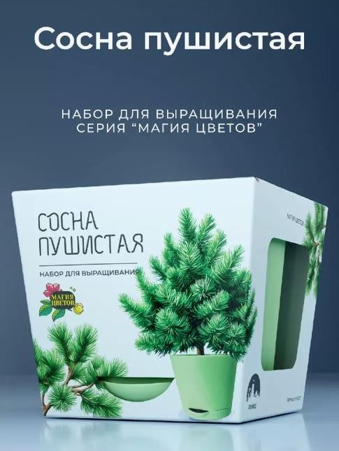 Набор для выращивания растений &quot;Магия Цветов&quot;, &quot;Сосна пушистая&quot; 