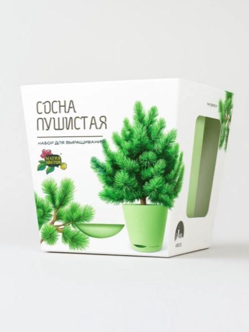 Набор для выращивания растений &quot;Магия Цветов&quot;, &quot;Сосна пушистая&quot; 