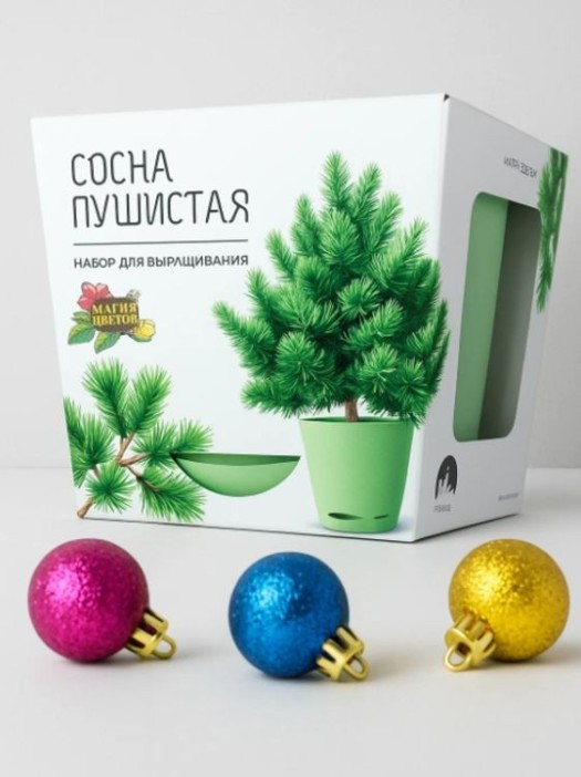 Набор для выращивания растений &quot;Магия Цветов&quot;, &quot;Сосна пушистая&quot; 