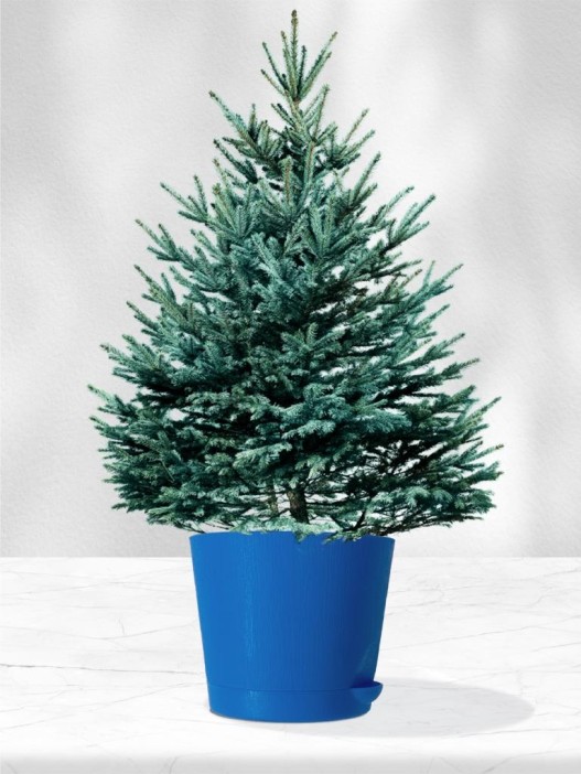 Набор д/выращивания растений &quot;Магия цветов&quot;, &quot;Ель голубая&quot; 