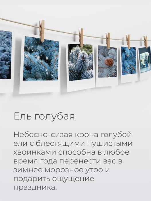 Набор д/выращивания растений &quot;Магия цветов&quot;, &quot;Ель голубая&quot; 